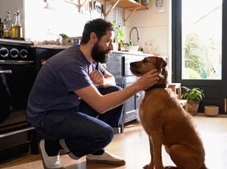occuper chien sans se fatiguer